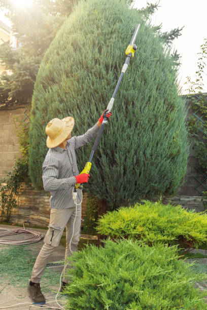 Best Best Tree Removal Services  in East Peoria, IL